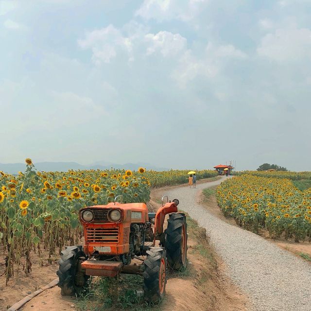 그림같은뷰〰️노랑노랑 해바라기밭🌻