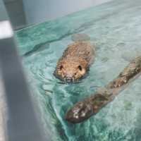 【大阪】動物にも会える水族館！？「ニフレル」は水族館🐠×動物園🐧×美術館🖼で見どころ沢山！