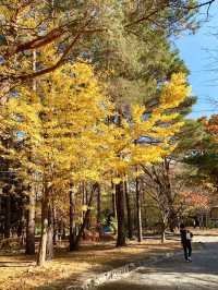 北海道　北海道観光　札幌の旅　北海道神宮の紅葉が見頃！