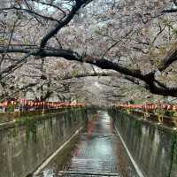 〈東京・中目黒〉桜の名所