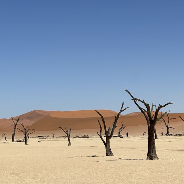 【ナミビア】感動のデッドフレイ！🇳🇦