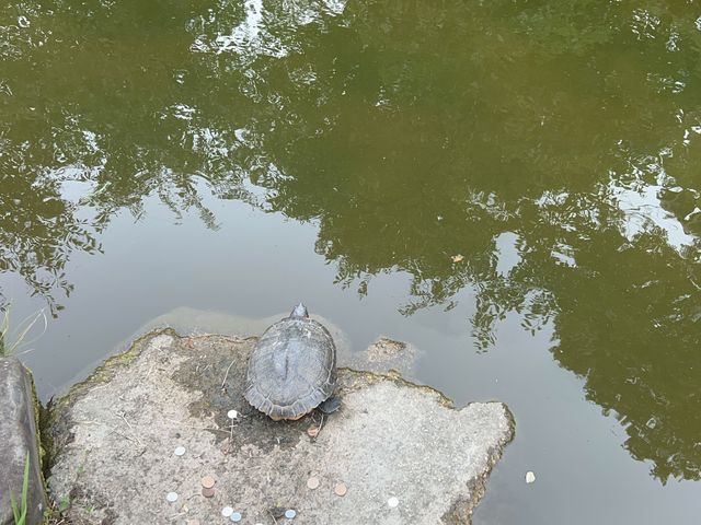 🌳교토가 한 눈에 보이는 신사, 기요미즈테라 ⛩️