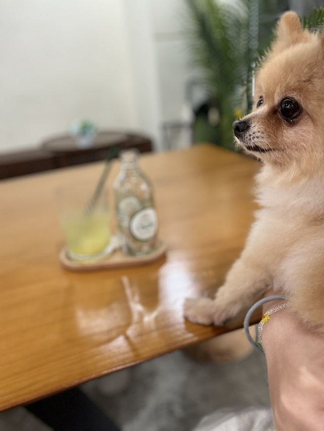 📍屯門｜村裡的綠色小屋🛖寵物友善咖啡店
