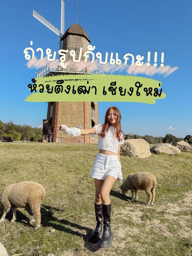 ถ่ายรูปกับแกะที่เชียงใหม่