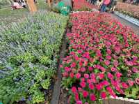 🌼เทศกาลดอกไม้ สวนหลวงร.9 กรุงเทพ🌺