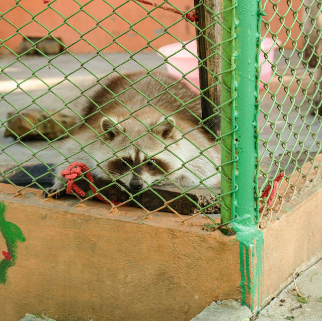 Safari Park บ่อพลอย (Tour ปกติ)