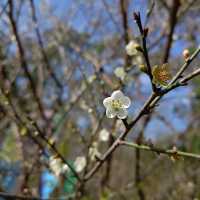 桃園復興景點_2024梅花季_梅園