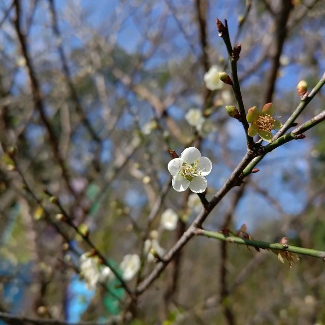 桃園復興景點_2024梅花季_梅園