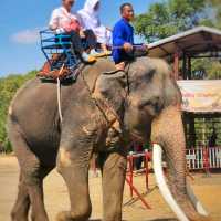 Elephant World