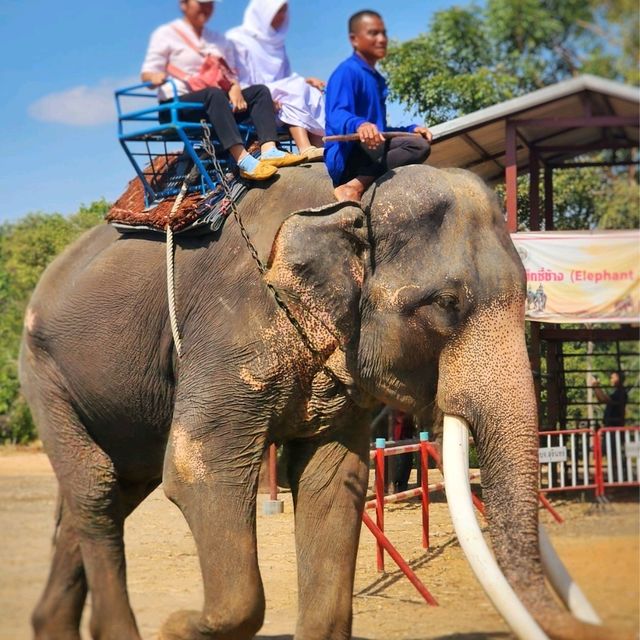 Elephant World