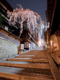 【桜といえば京都！✨】京都で見て欲しい桜スポット紹介！🌸 