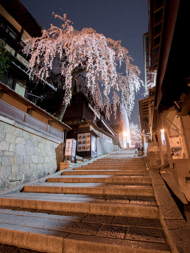 【桜といえば京都！✨】京都で見て欲しい桜スポット紹介！🌸 