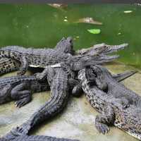 Miri Crocodile Farm Wildlife Mini Zoo 