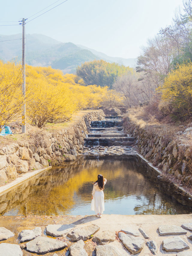 🌼다가오는 봄 노란색 산수유로 가득한 마을 [구례, 산수유마을]🌿