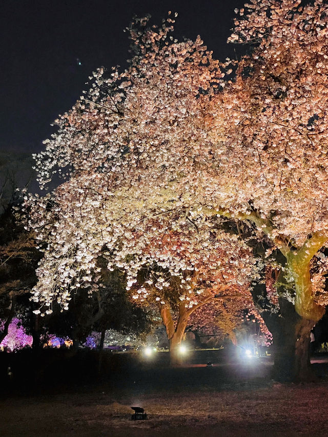 都会のオアシス🌸新宿御苑の桜