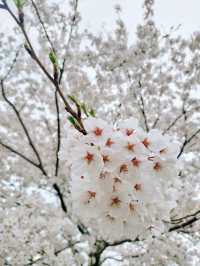 ชมดอกไม้ที่ Akita EP.1