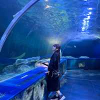【東京】雨の日デートにオススメ！トンネル水槽が魅力的な水族館🦭✨