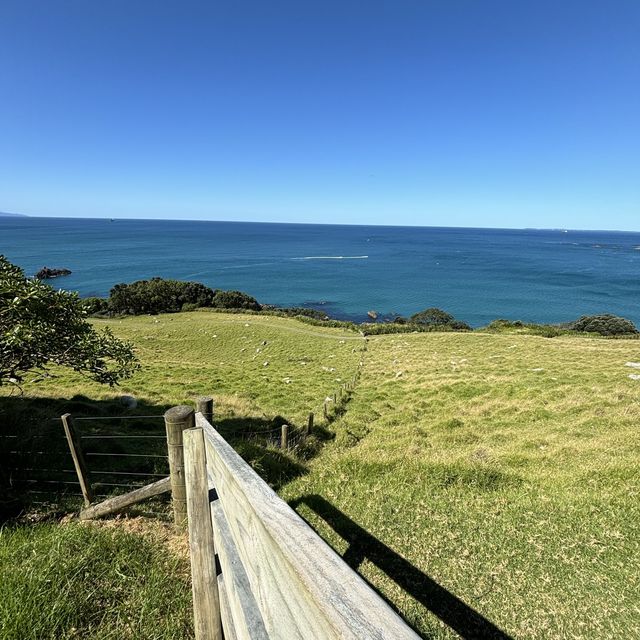 Captivated by Tauranga’s beauty 