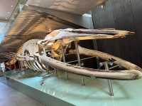 Melbourne Museum
