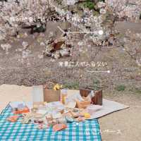【お花見🌸】春にぴったり「ピクジェニック」を楽しむコツ✨
