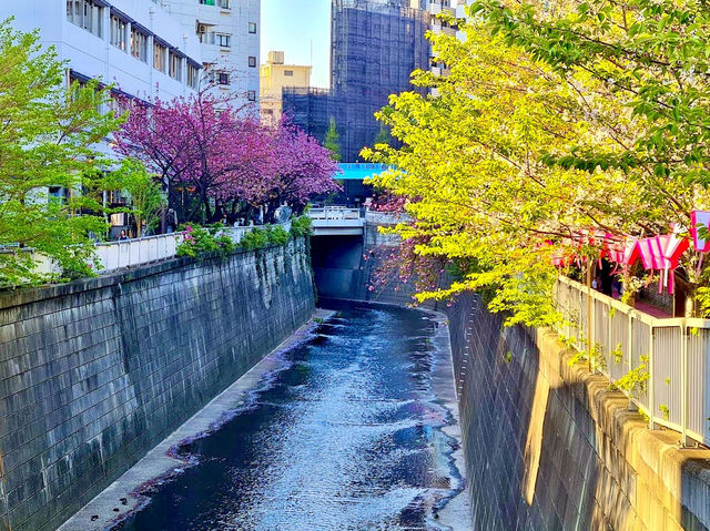 Meguro River Cherry Blossoms Promenade