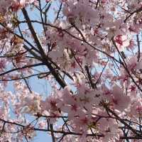 名古屋市の桜名所「荒子川公園」