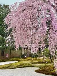 【京都】枝垂れ桜とプロディクションマッピングが同時に見れる庭園