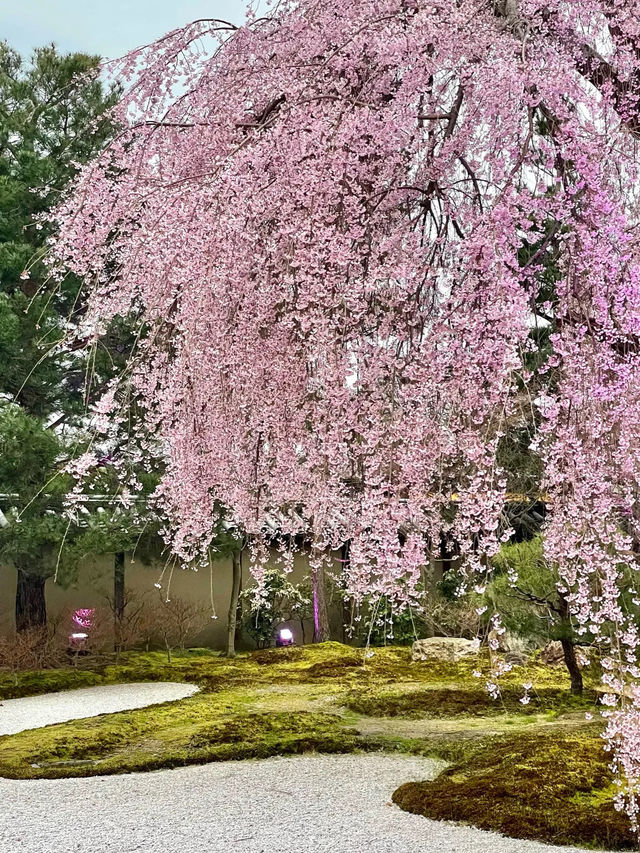 【京都】枝垂れ桜とプロディクションマッピングが同時に見れる庭園