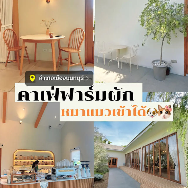 รีวิวคาเฟ่ (นนทบุรี) มีสวนผัก สวนดอกไม้ 