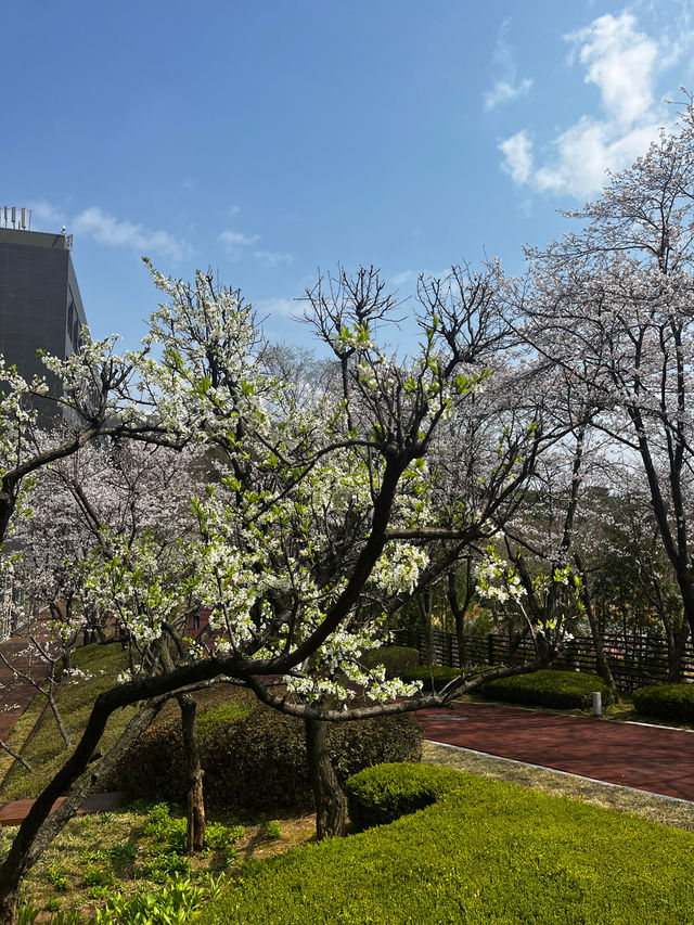 바글바글 사람많은 벚꽃명소 말고🌸나만 알고픈 조용한 벚꽃명소