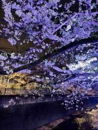 【東京】9割は知らない?!超穴場な夜桜スポット🤍