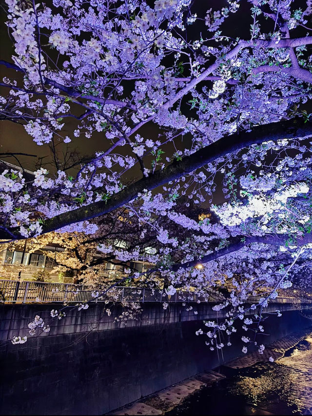 【東京】9割は知らない?!超穴場な夜桜スポット🤍