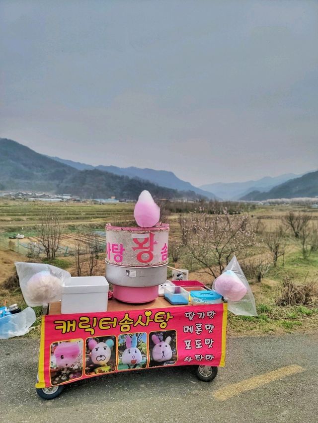 지금 원주천엔 벚꽃물결이 한가득🌸