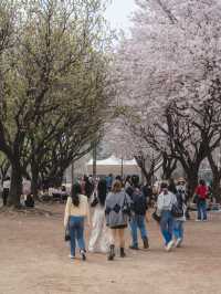벚꽃과 튤립을 동시에 볼 수 있는 “서울숲”