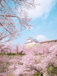 全国オススメの桜スポット紹介！🌸✨