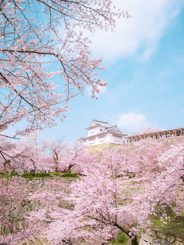 全国オススメの桜スポット紹介！🌸✨