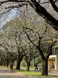 東京賞櫻好去處🌸 光之丘公園🌻🌱🌲