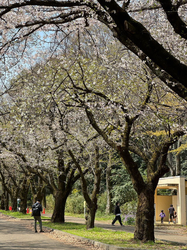 東京賞櫻好去處🌸 光之丘公園🌻🌱🌲