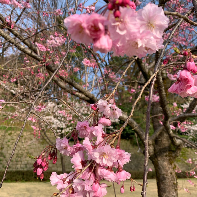 Spring in Kanazawa