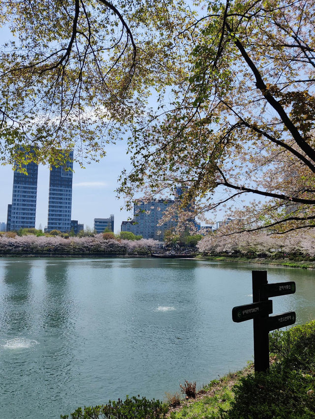 🌸「韓國」櫻花🌸熱點：石村湖水櫻花慶典