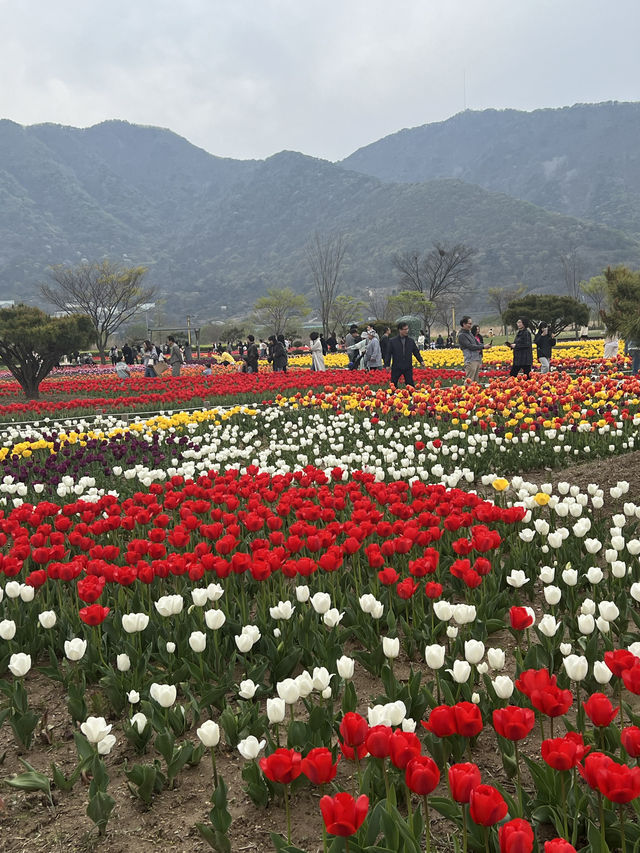 봄맞이 튤립과 유채꽃을 함께 볼 수 있는 양산 황산공원🌹