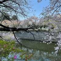 【東京市區】目黑川櫻花賞，寫意舒適