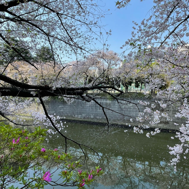 【東京市區】目黑川櫻花賞，寫意舒適