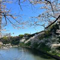 【日韓春天好去處】上田公園：絕景櫻花