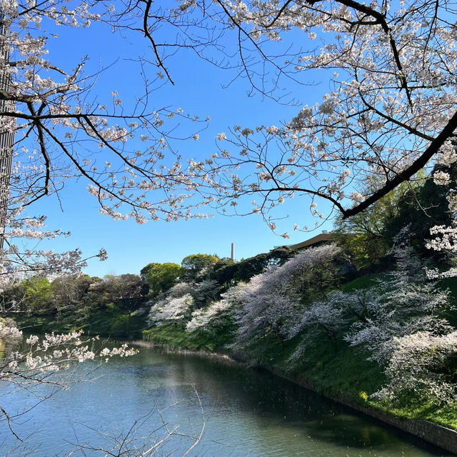 【日韓春天好去處】上田公園：絕景櫻花