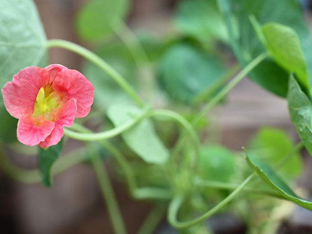 香港公園舉辦食用花與香草展覽