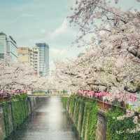 Blooming season along Meguro 