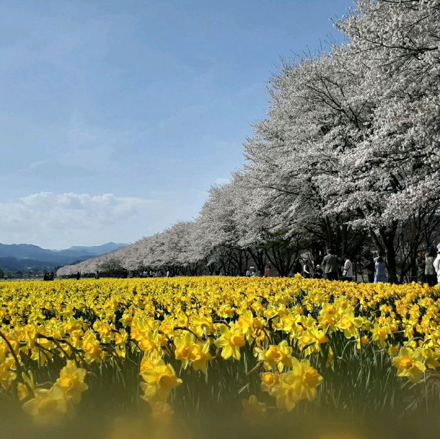 群馬県の桜🌸絶景