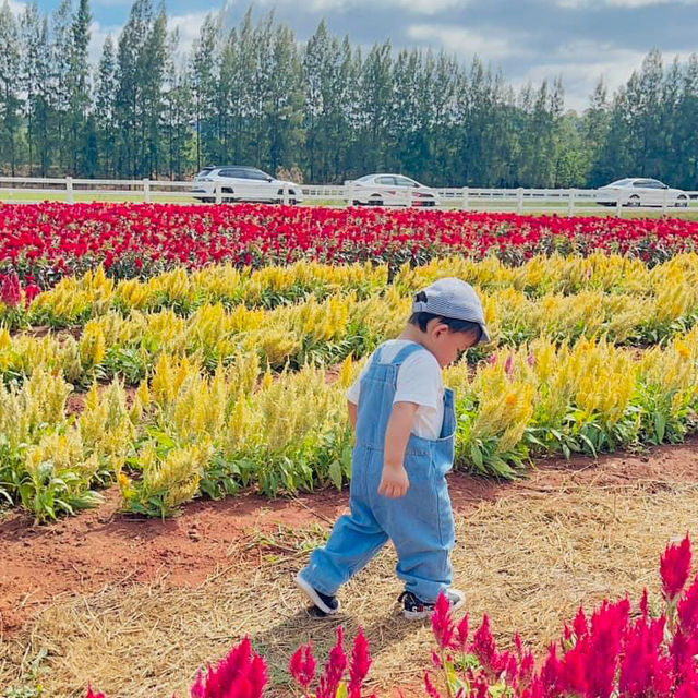 Farm Chokchai ไปที่เดียวได้รูปกลับมาเป็นร้อย