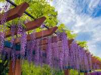 ดอกวิสทีเรีย (Wisteria) ที่เมืองKariya 🌆🎡🪻